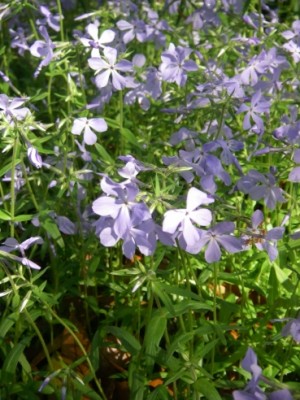 Woodland Phlox